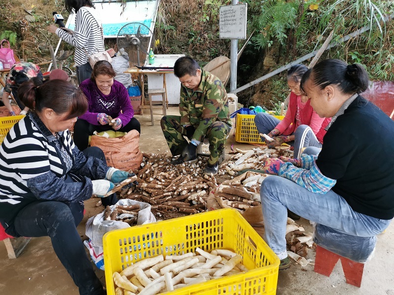 大力发展水晶木薯产业.jpg